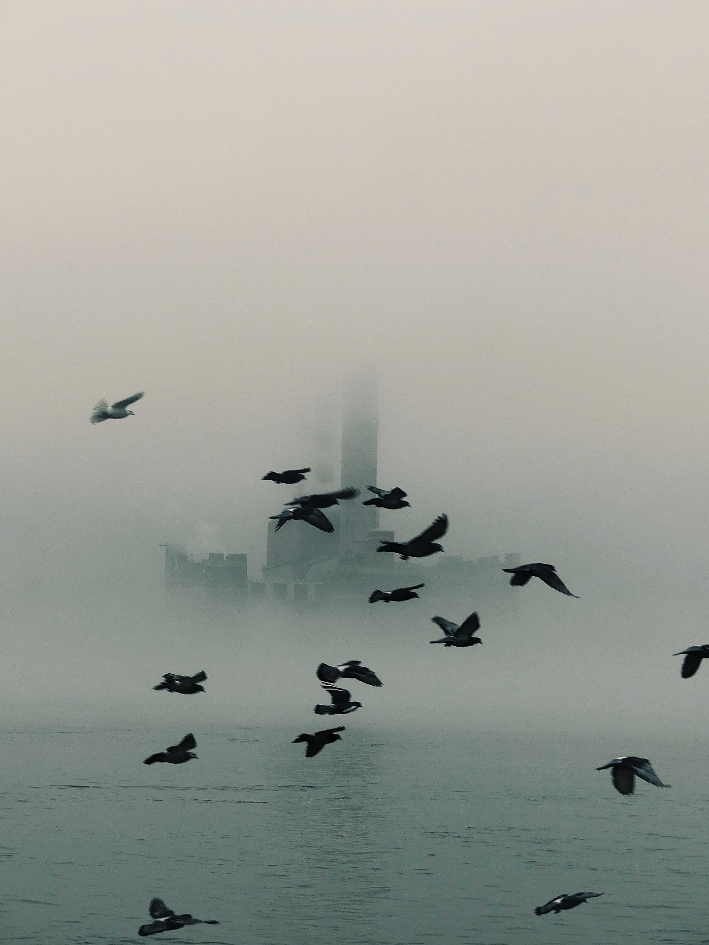 Flock of birds flying over the water with a foggy skyscraper in the background.