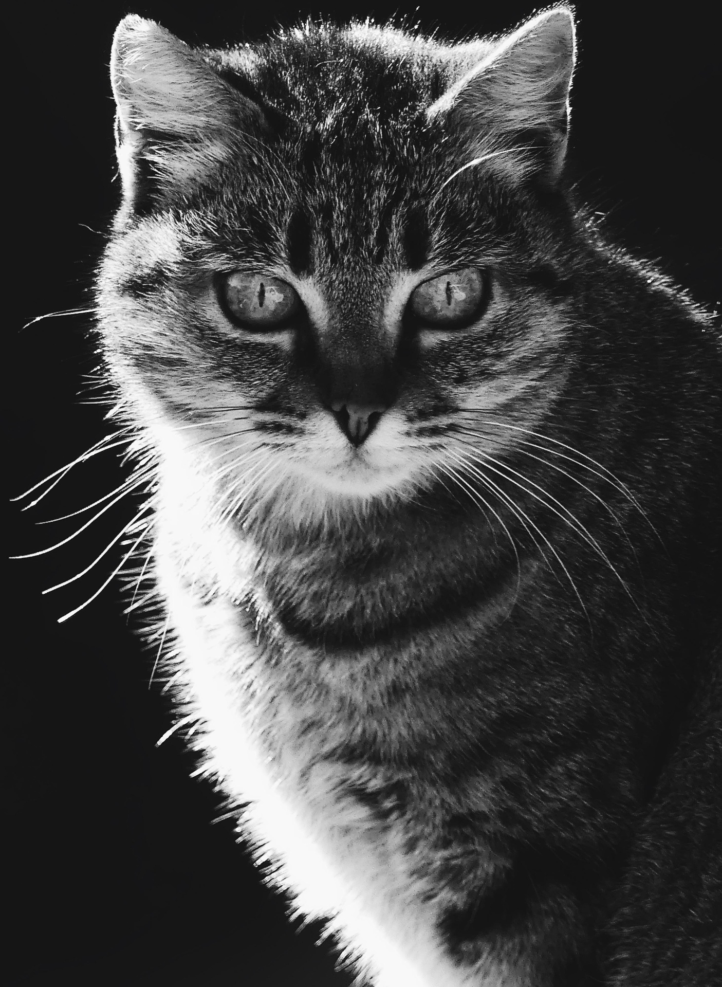 Black and white close portrait of a cat staring directly into the lens.