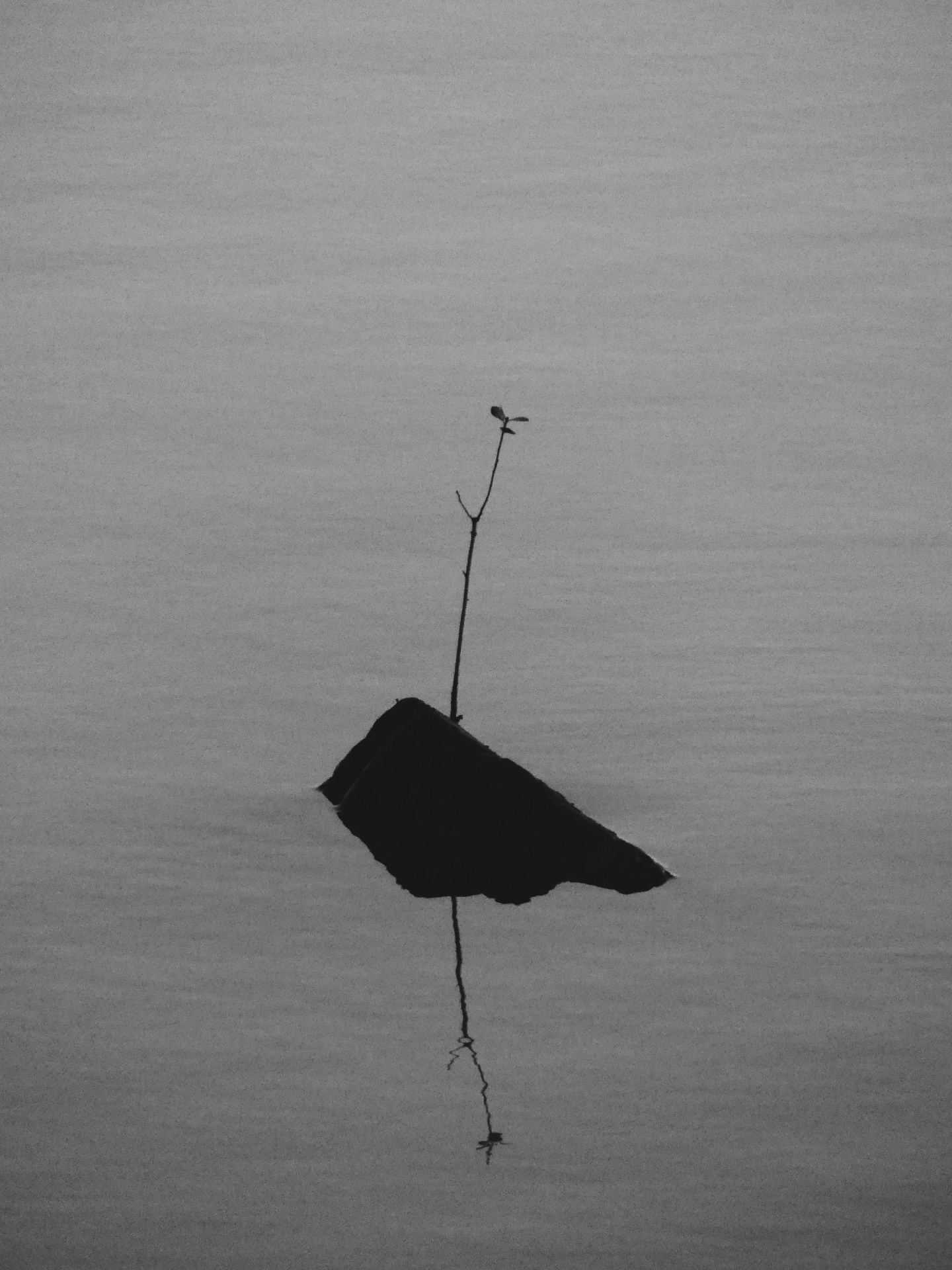Lone rock and bare twig reflected in still grey water.