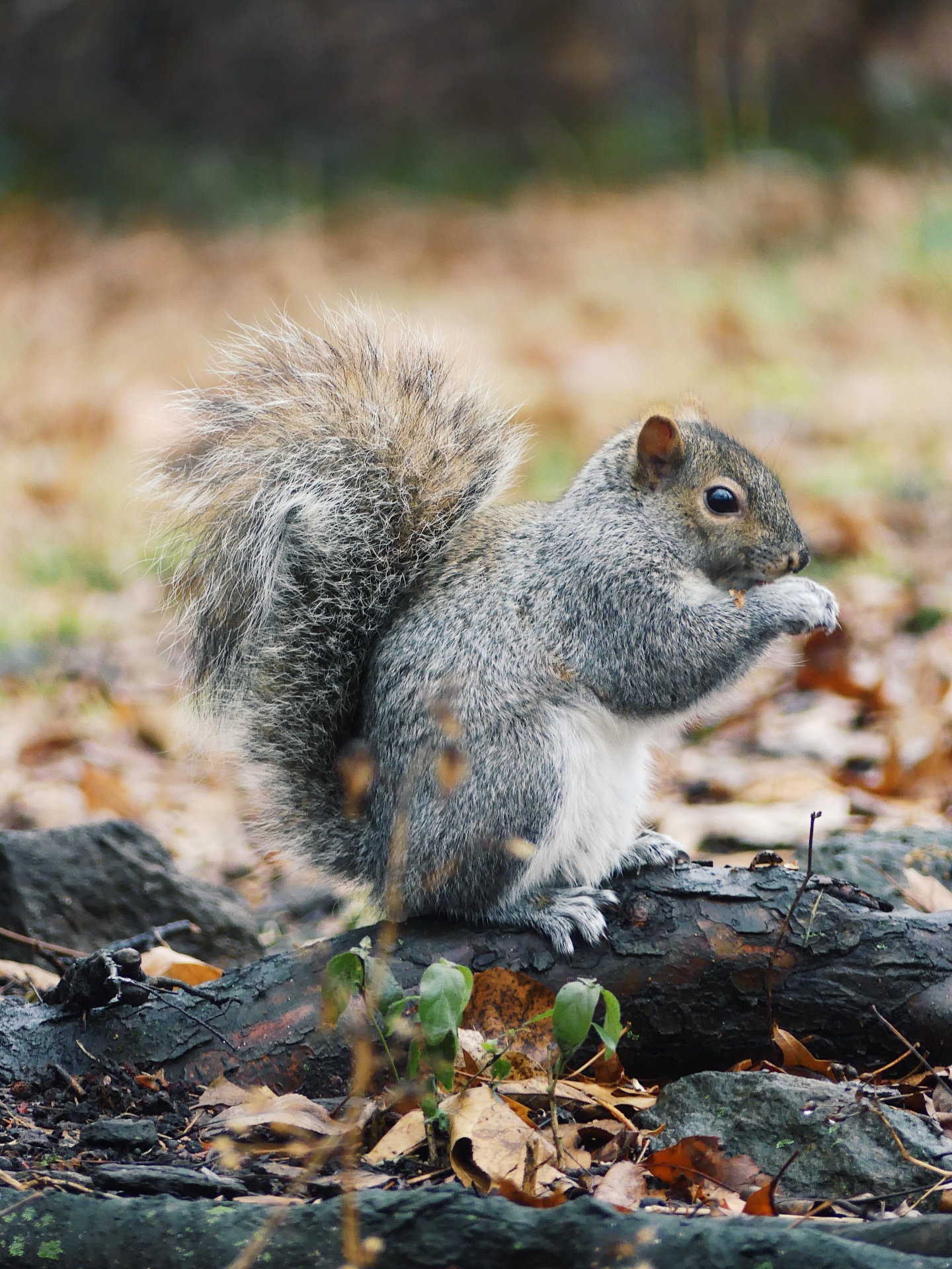 Grey squirrel perched on a fallen branch among autumn leaves.